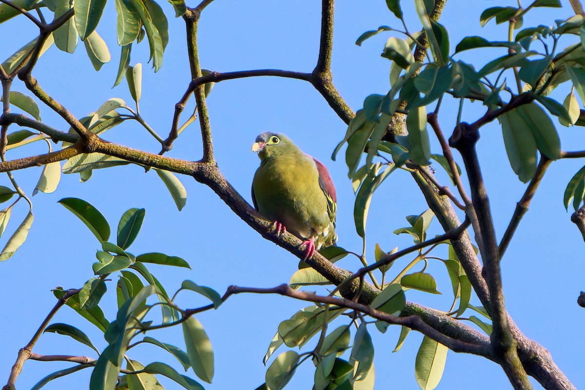 Thick-billed Green-Pigeon - ML612979933