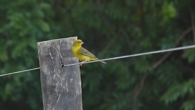 Stripe-tailed Yellow-Finch - ML612980059