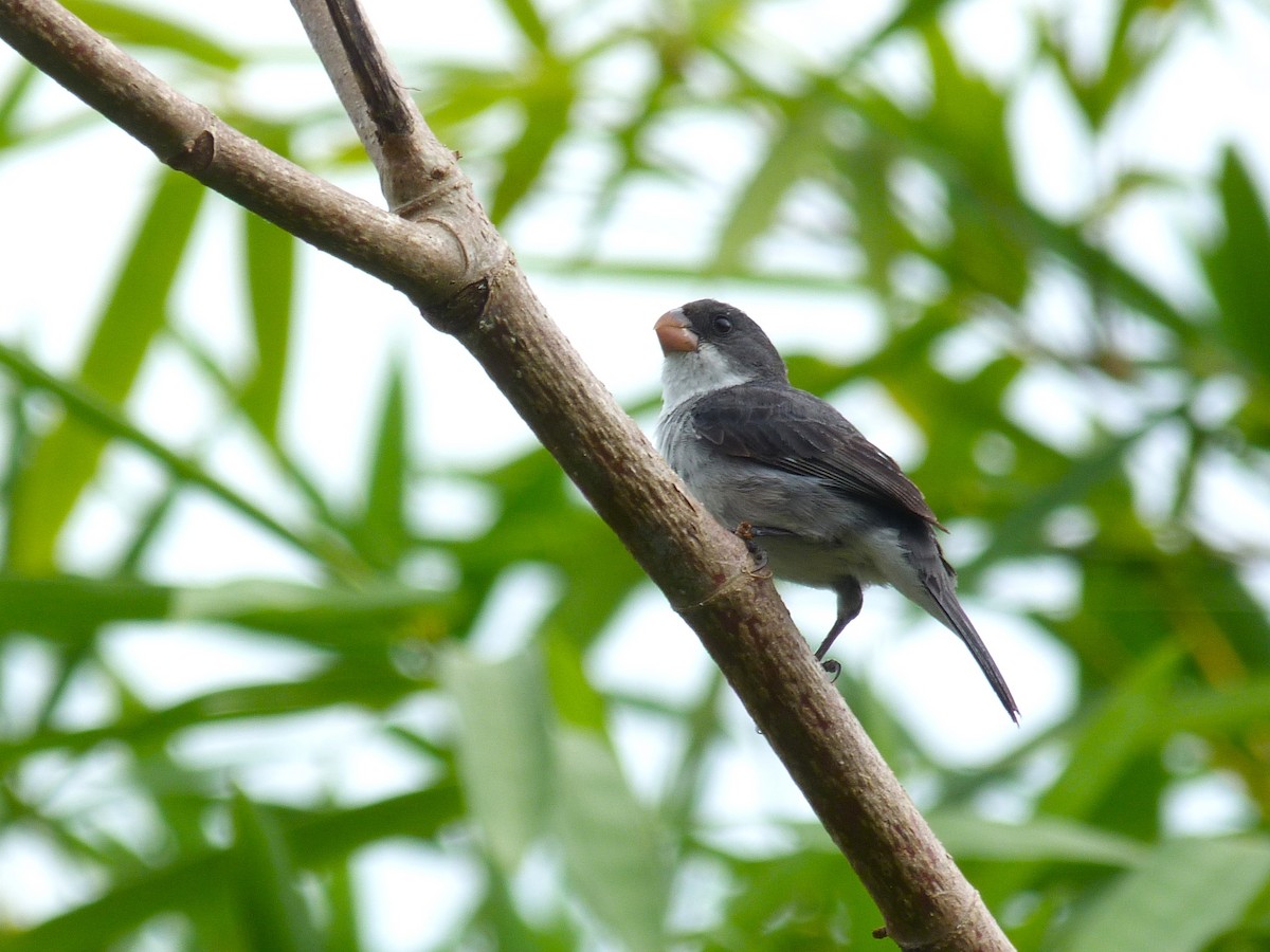 White-bellied Seedeater - ML612980120
