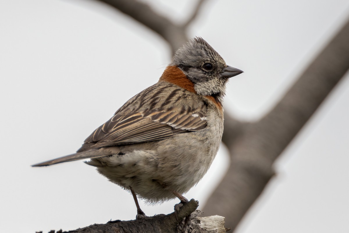 Rufous-collared Sparrow - Julie Edgley