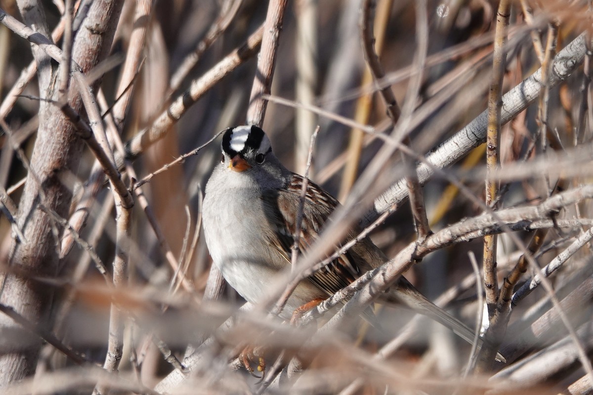 White-crowned Sparrow (Gambel's) - Angela Dean
