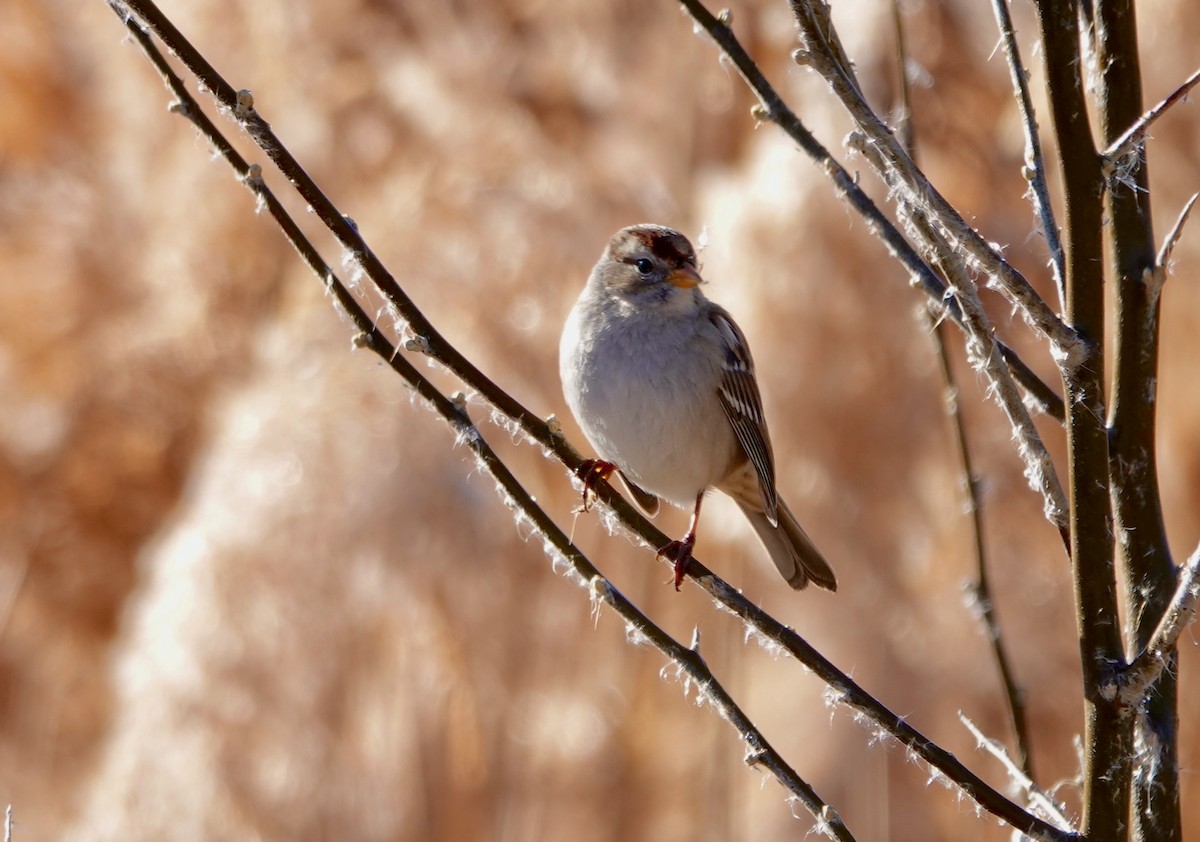 White-crowned Sparrow (Gambel's) - ML612980832