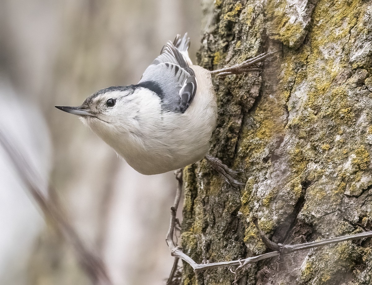 White-breasted Nuthatch - ML612980865