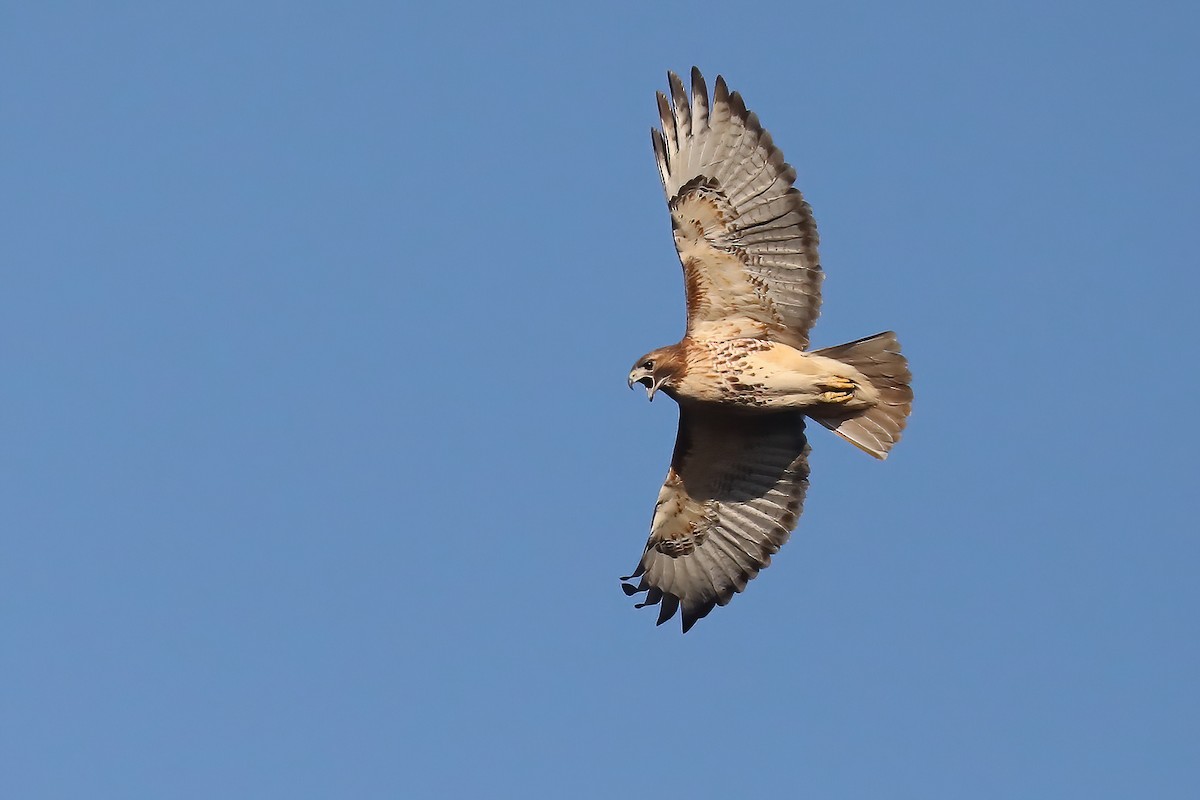 Red-tailed Hawk - ML612980986