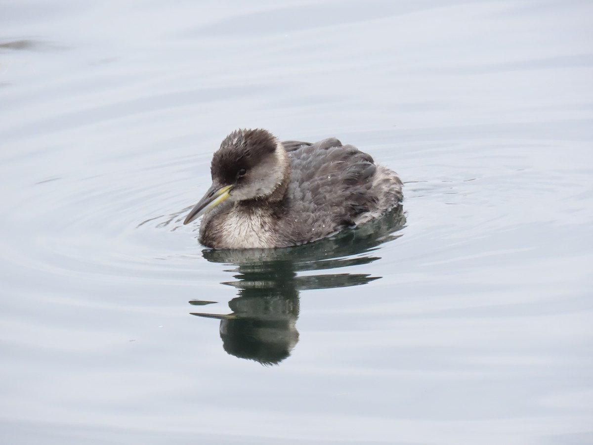 Red-necked Grebe - ML612981105