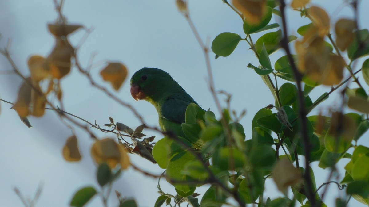 Spectacled Parrotlet - ML612981169