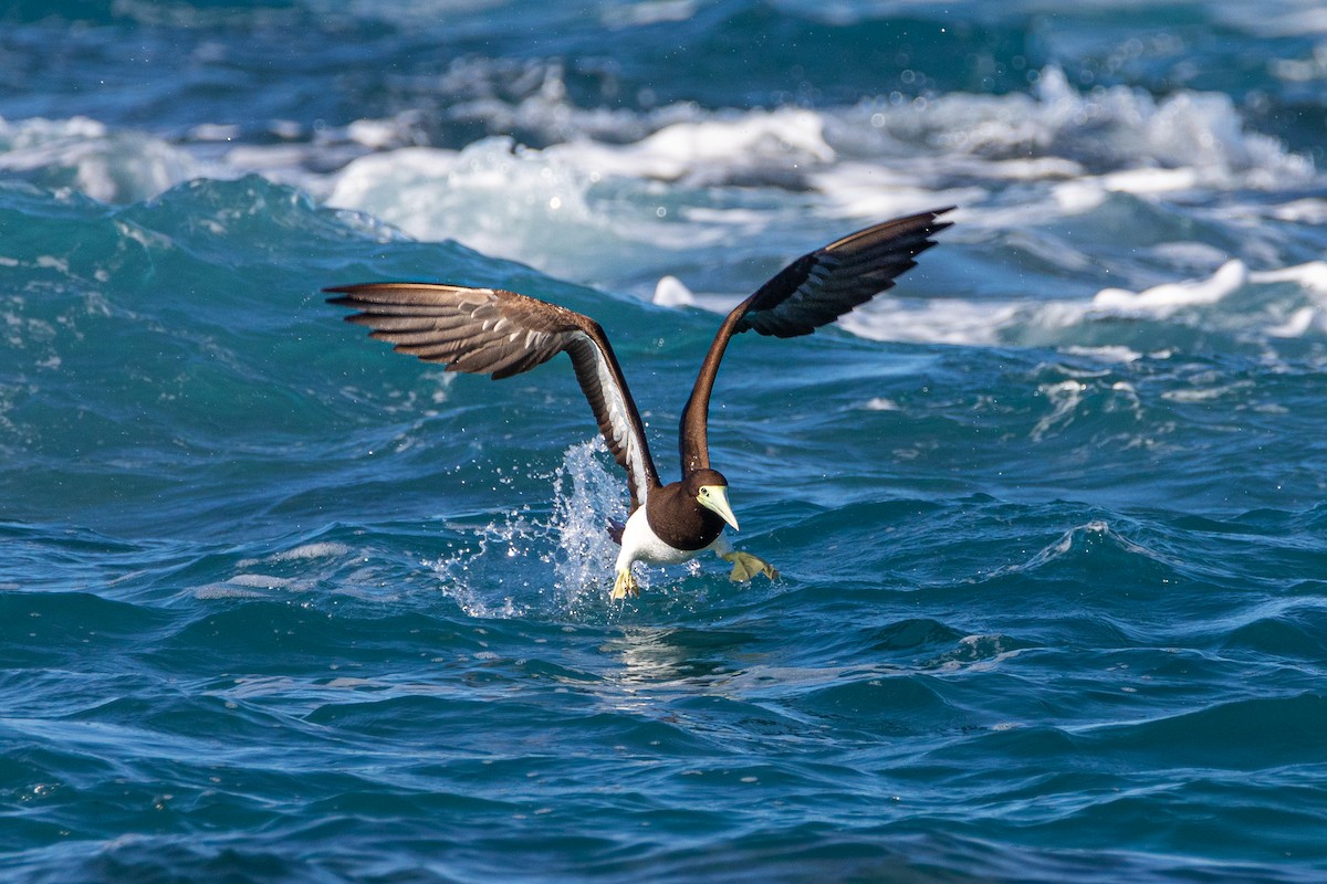 Brown Booby - ML612981266