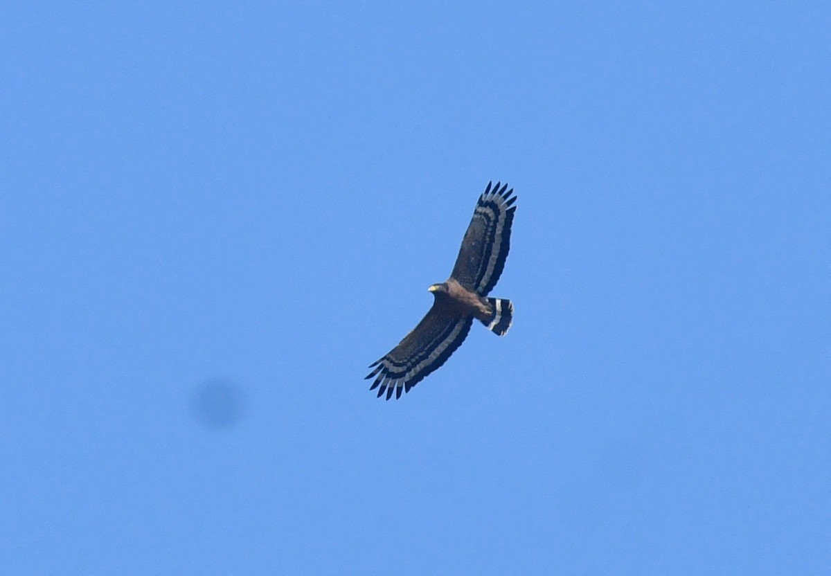 Crested Serpent-Eagle - ML612981800