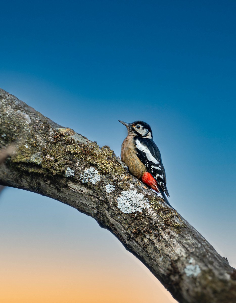 Himalayan Woodpecker - Akshay Bhandari