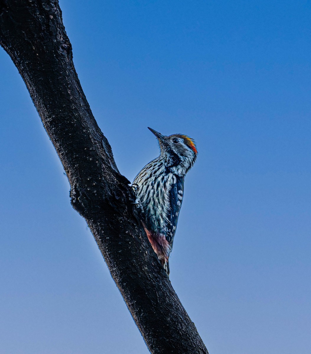 Brown-fronted Woodpecker - ML612982518