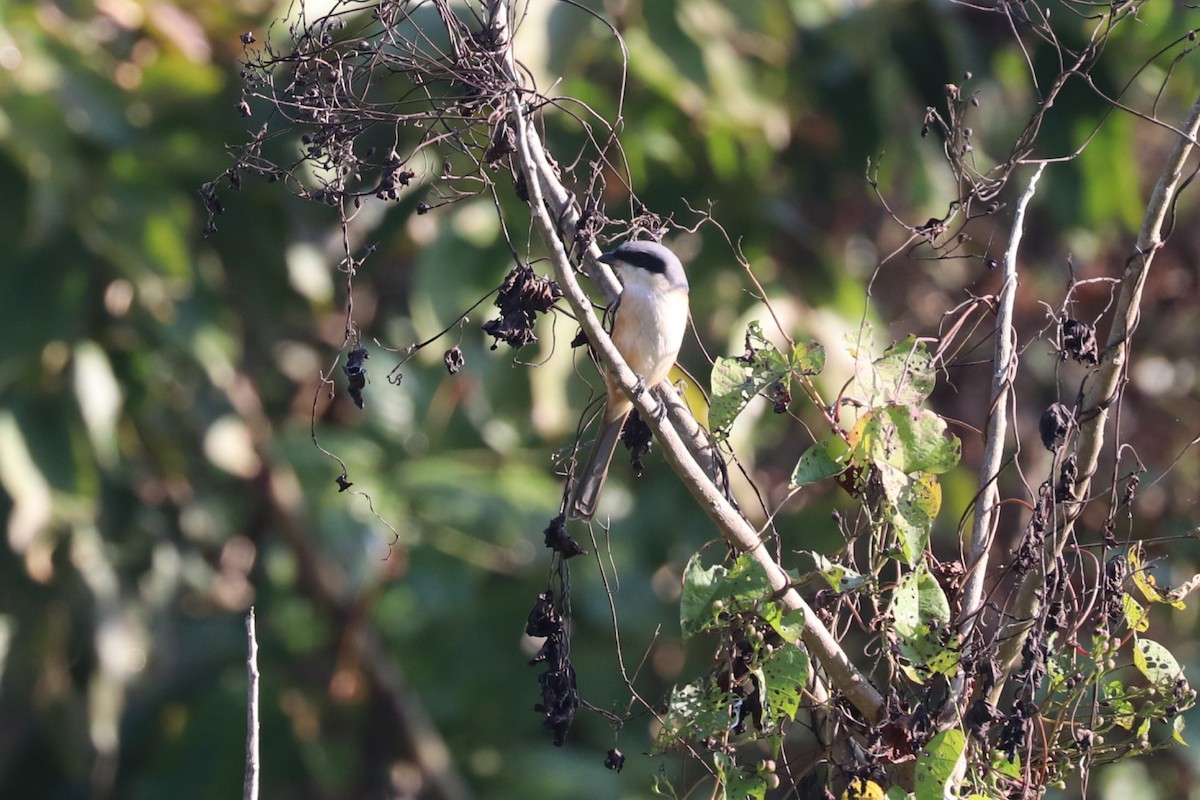 Long-tailed Shrike - Sabarna Salil
