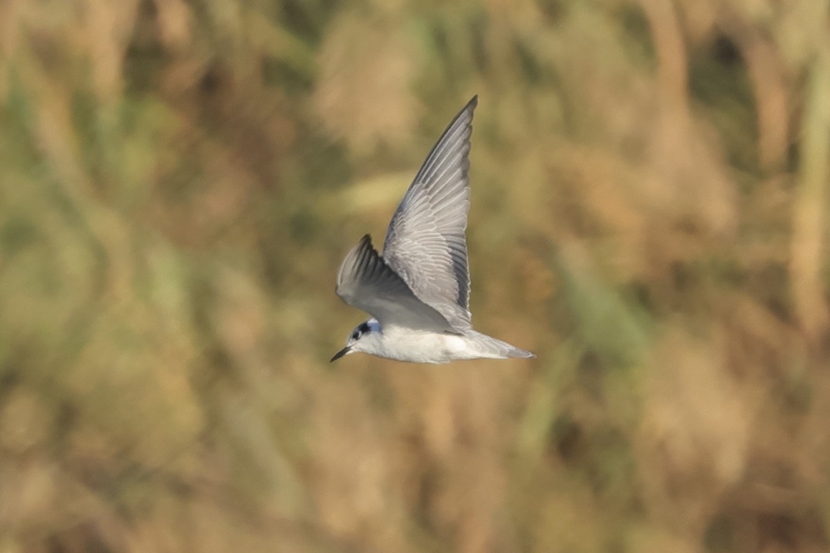 White-winged Tern - ML612982555