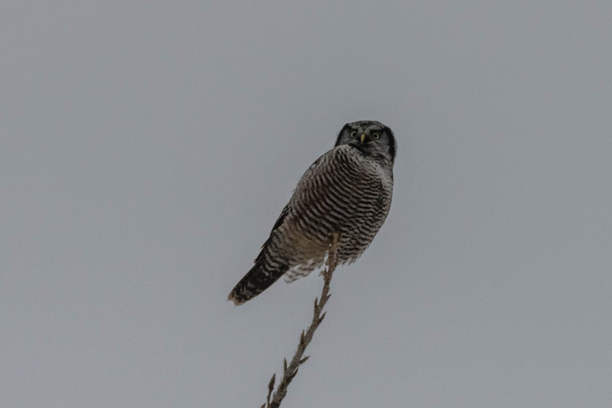 Northern Hawk Owl - ML612982979