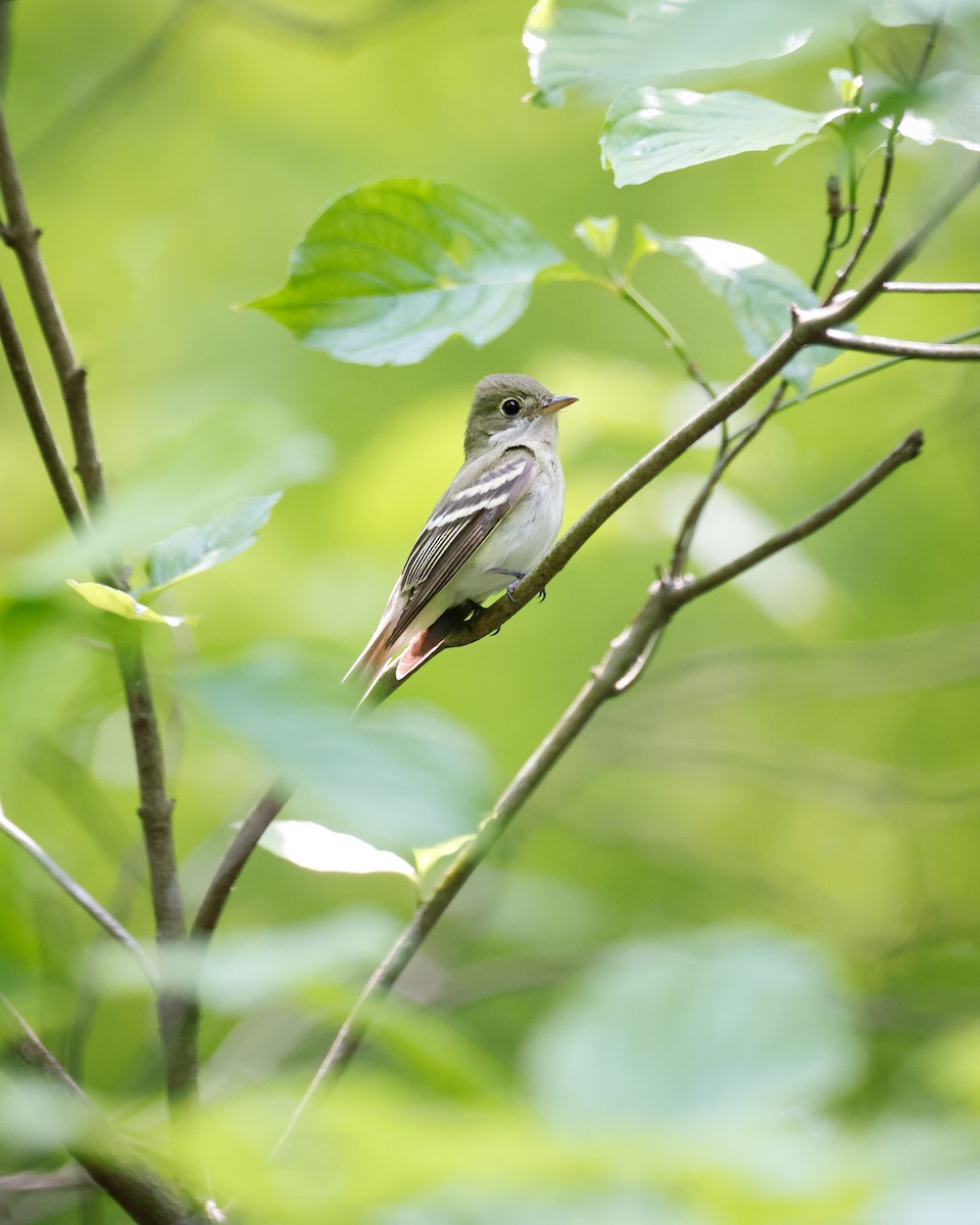 Acadian Flycatcher - Nathan Rees