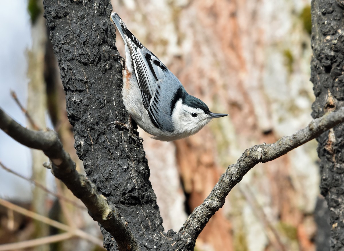 White-breasted Nuthatch - ML612983224