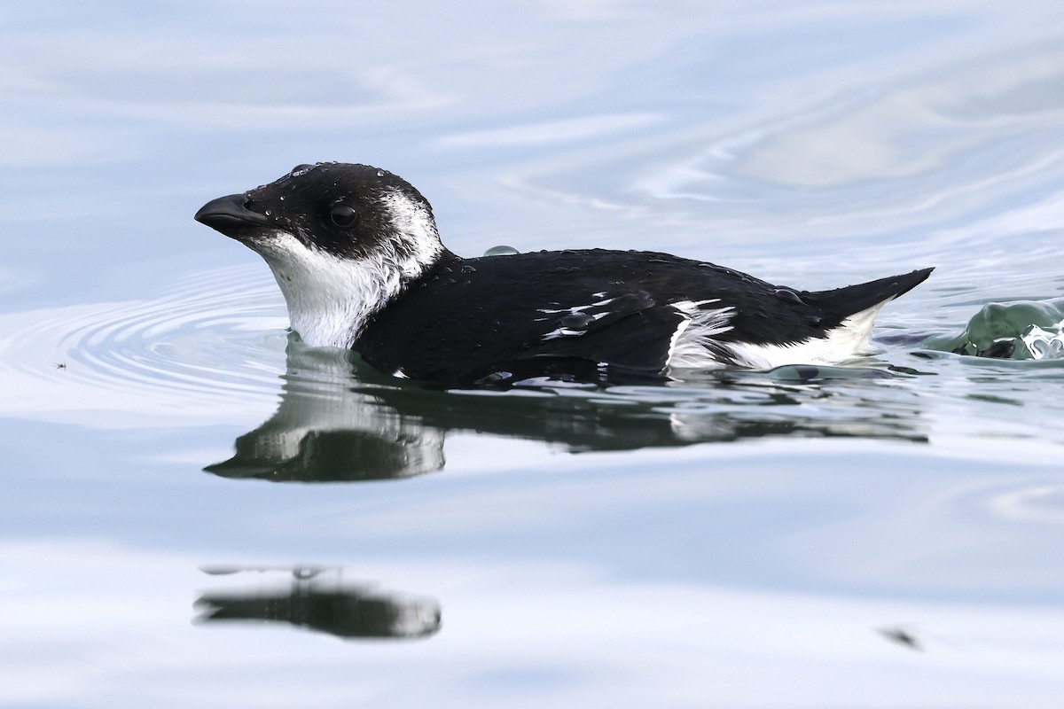 eBird Checklist - 1 Jan 2024 - Rudee Inlet - 14 species