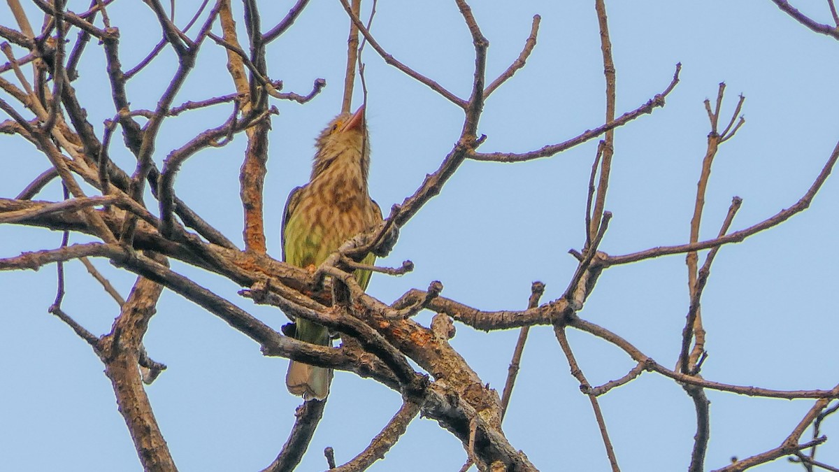 Lineated Barbet - ML612984621