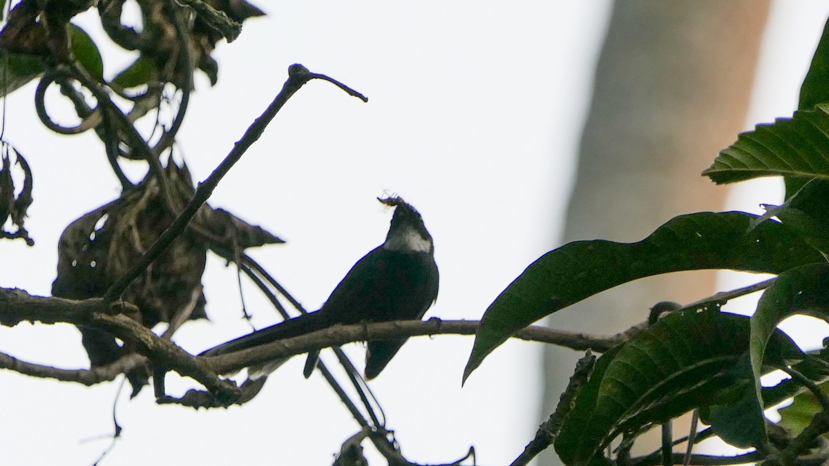 White-throated Fantail - Bijoy Venugopal