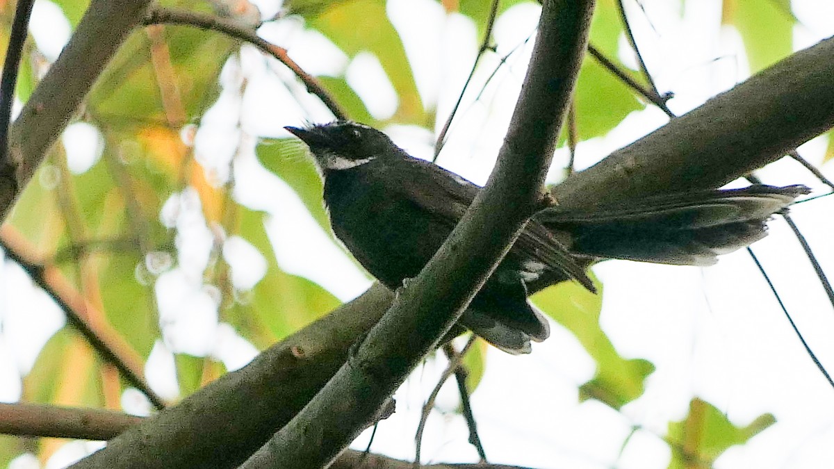 White-throated Fantail - ML612984706