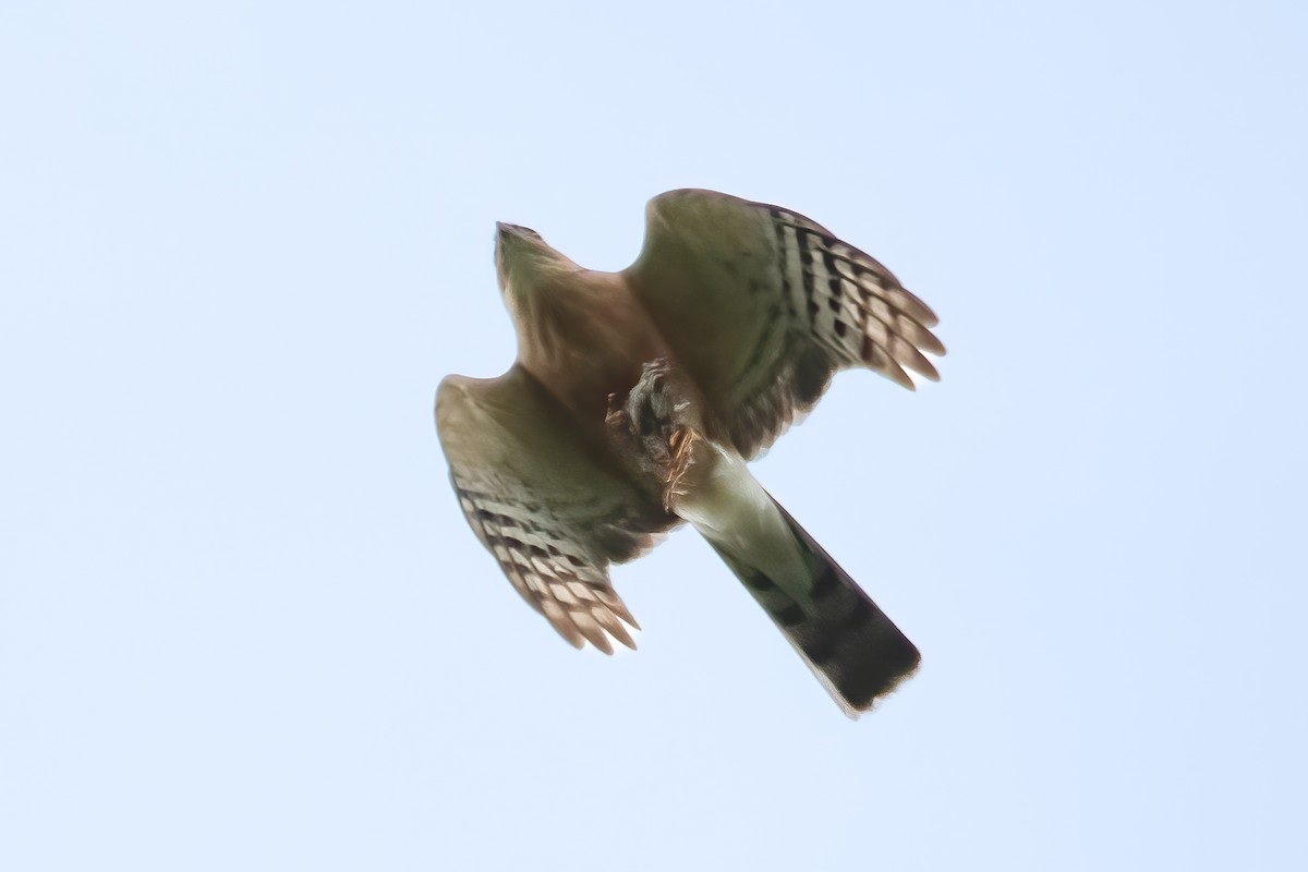 Rufous-breasted Sparrowhawk - Giuseppe Citino