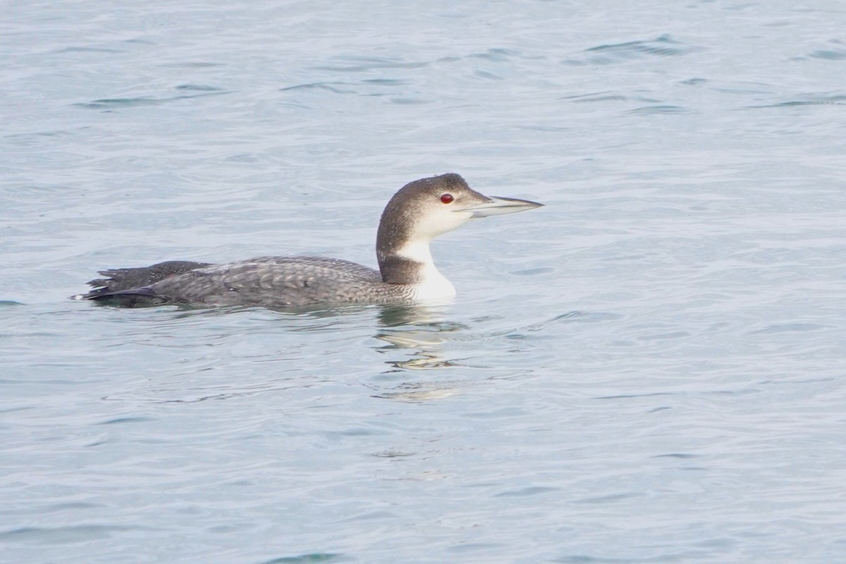Red-throated Loon - ML612984879