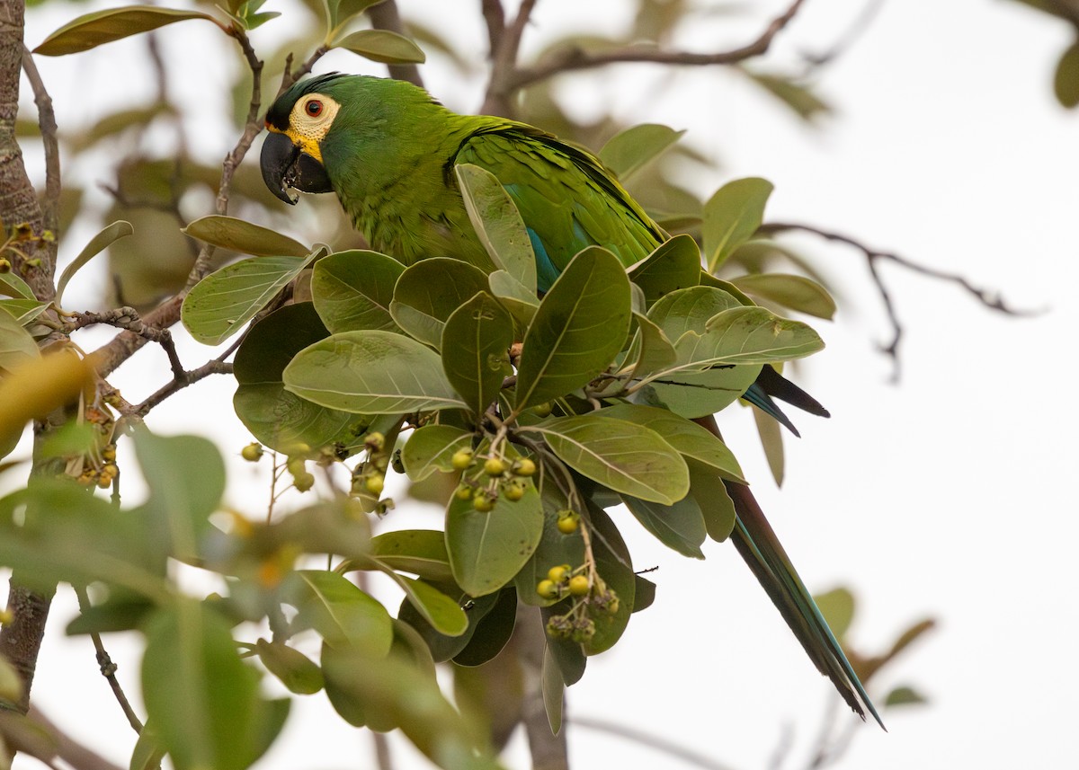 Blue-winged Macaw - Silvia Faustino Linhares