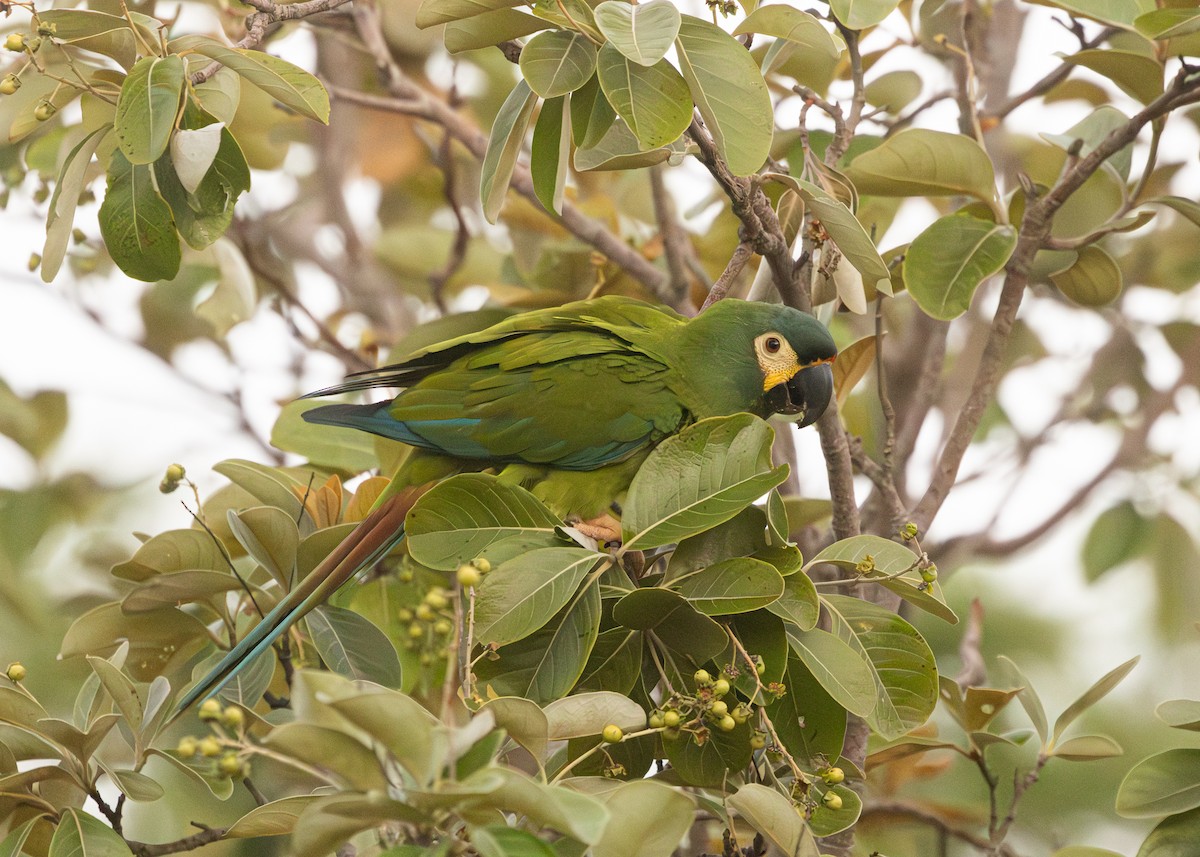 Blue-winged Macaw - ML612985289
