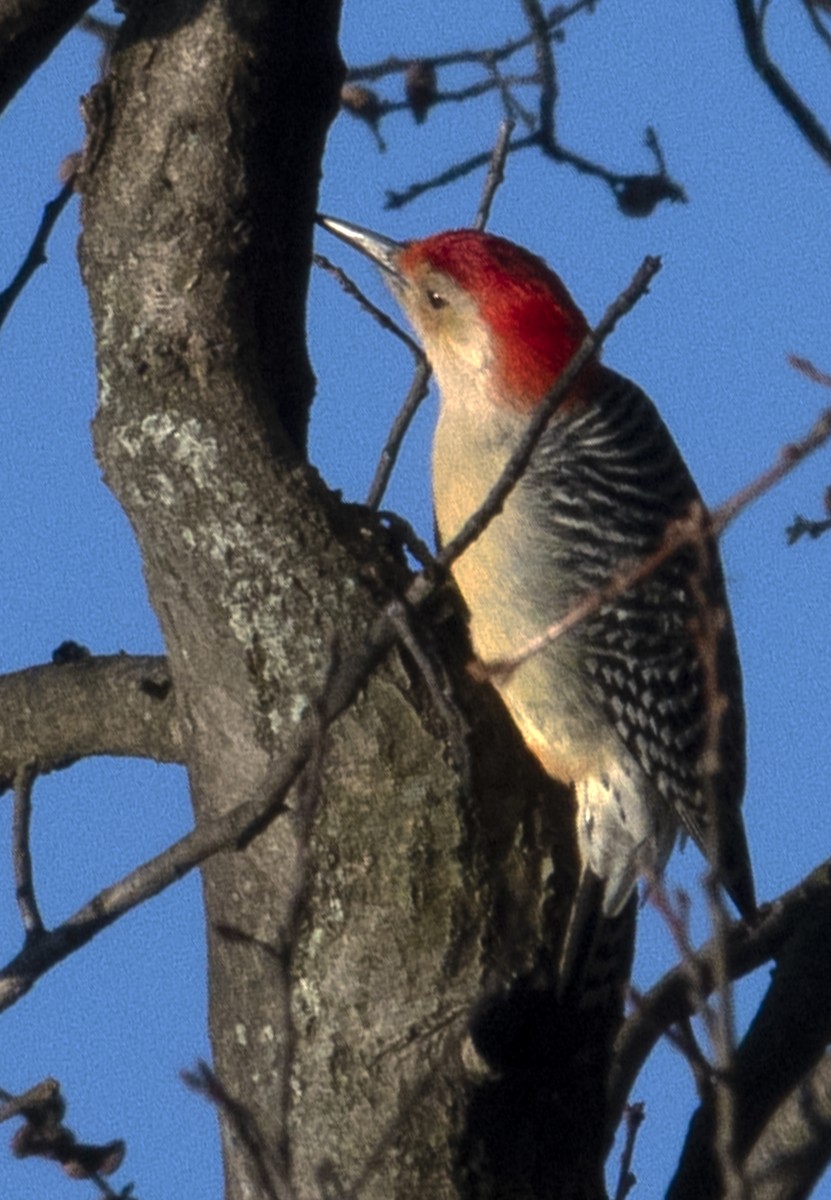 Red-bellied Woodpecker - ML612985421