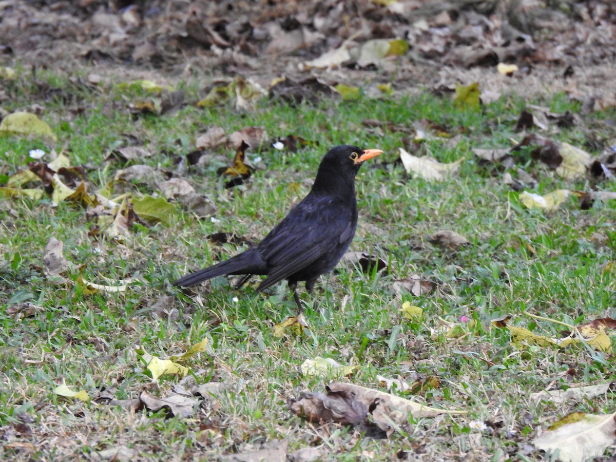 Eurasian Blackbird - ML612985935