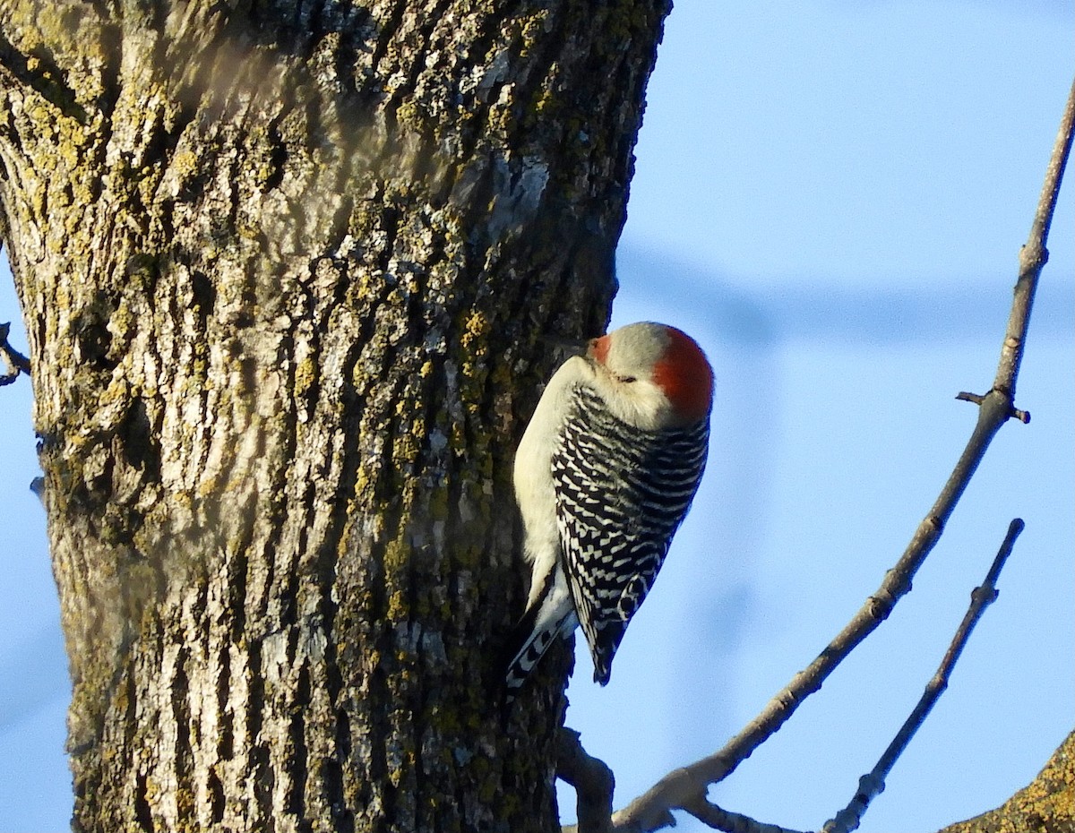 Red-bellied Woodpecker - ML612986005