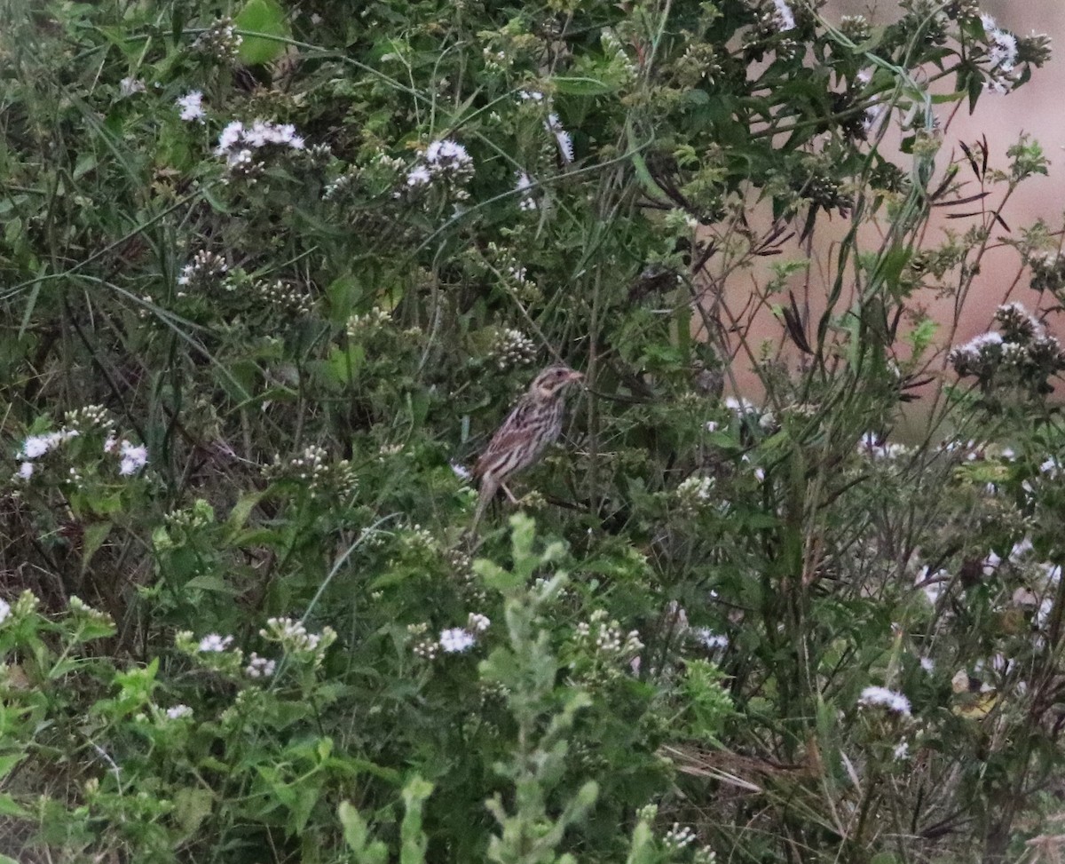 Savannah Sparrow - ML612986052