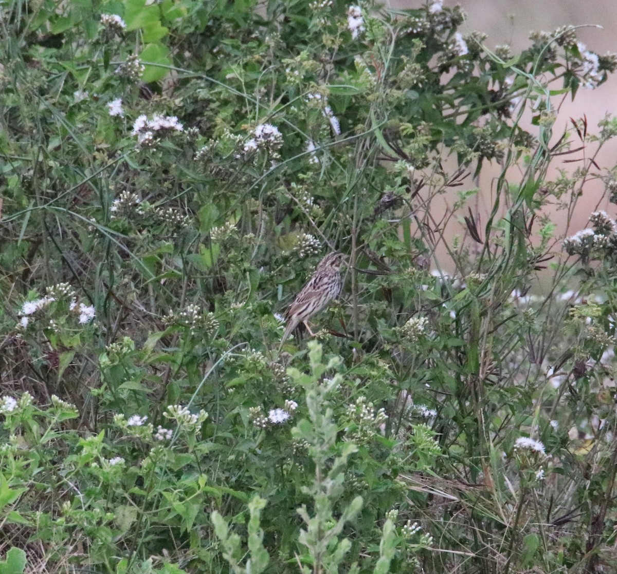 Savannah Sparrow - ML612986053