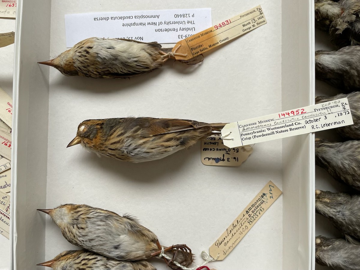 Saltmarsh Sparrow - PORC Data