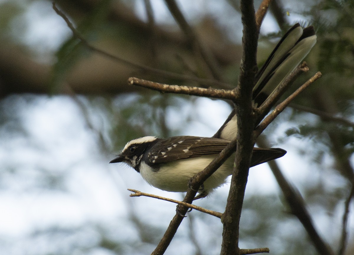 White-browed Fantail - ML612986570