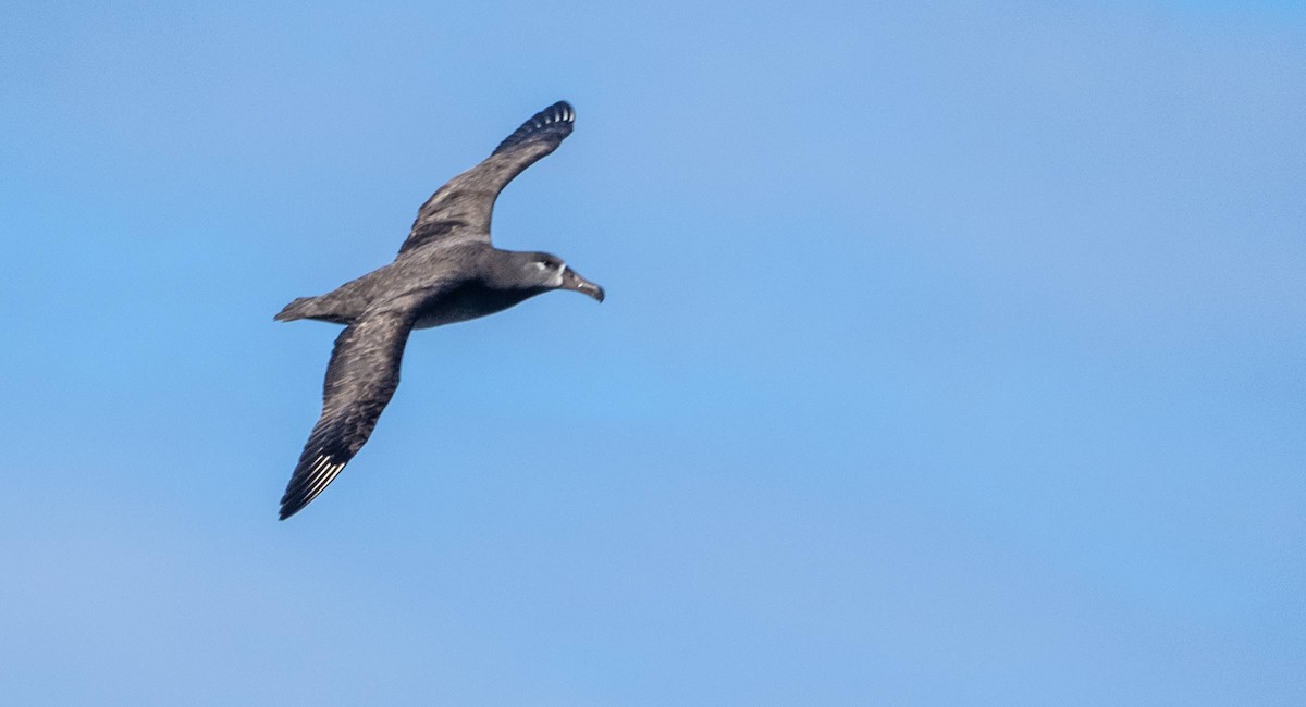 Albatros à pieds noirs - ML612986577
