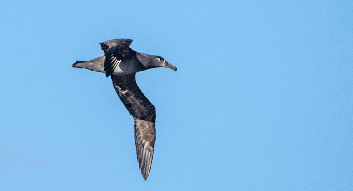 Albatros à pieds noirs - ML612986579