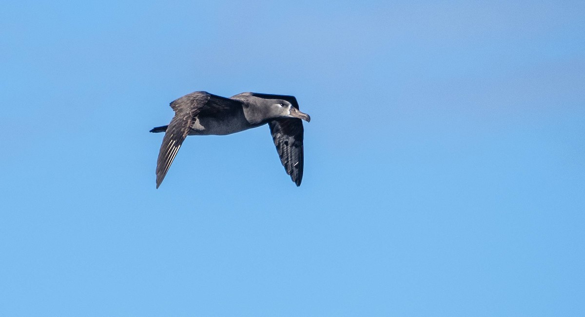 Albatros à pieds noirs - ML612986580