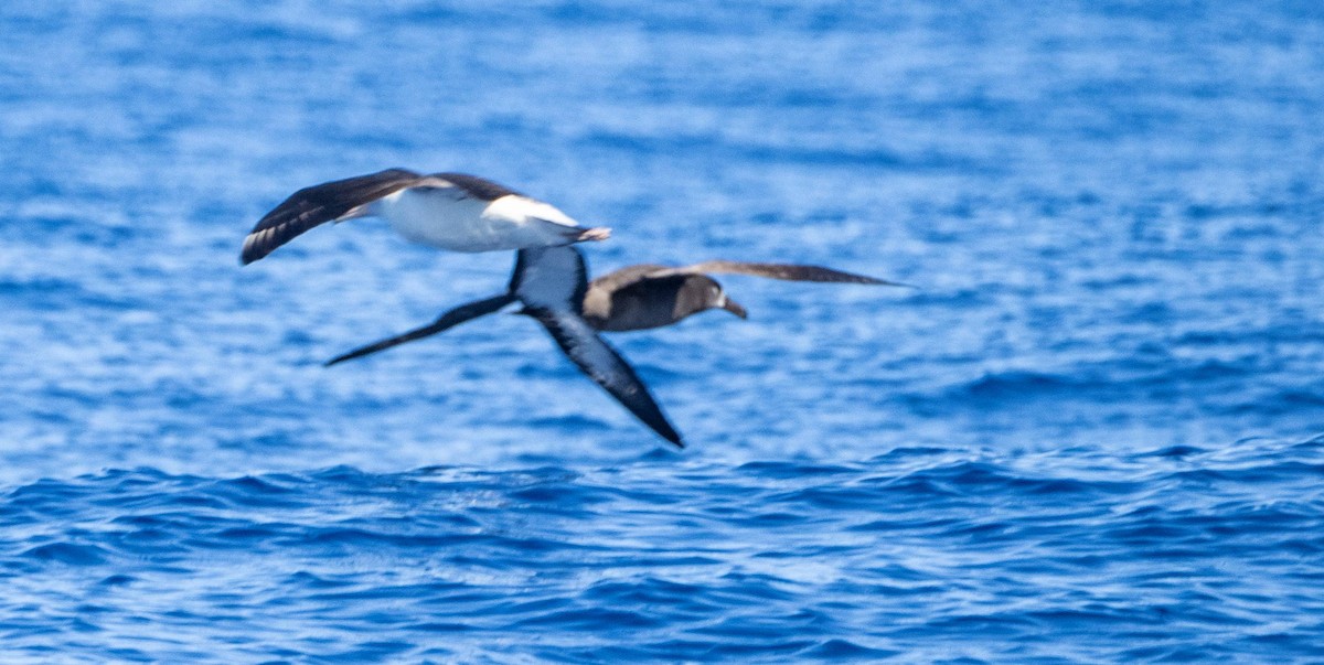 Albatros à pieds noirs - ML612986582