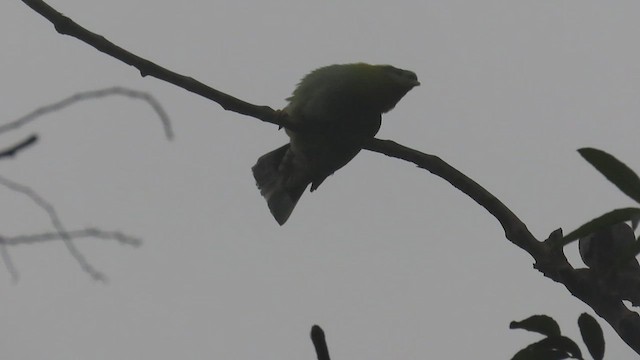 Yellow-footed Green-Pigeon - ML612986804