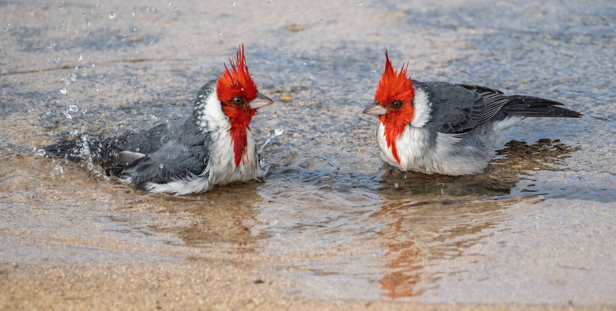 Red-crested Cardinal - ML612987023