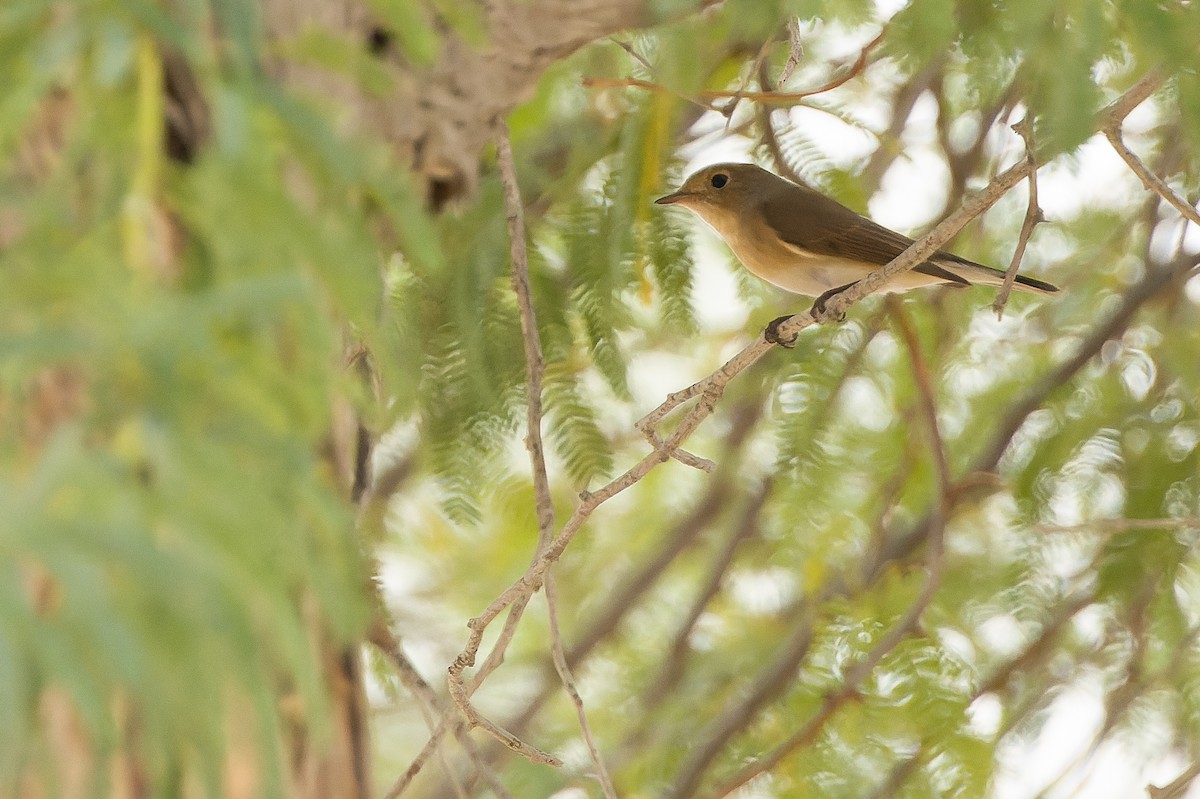 Red-breasted Flycatcher - ML612987077