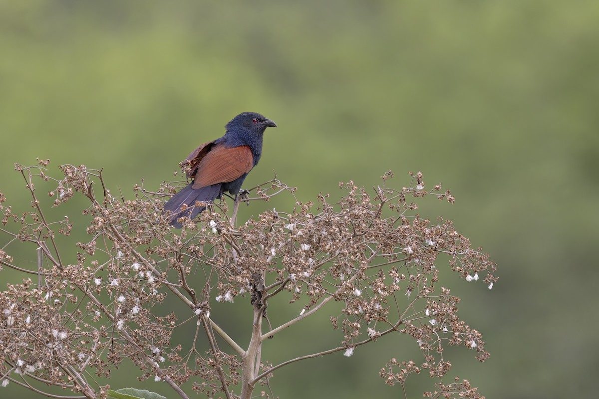 Malagasy Coucal - Marco Valentini