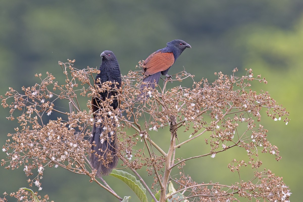 Malagasy Coucal - ML612987190