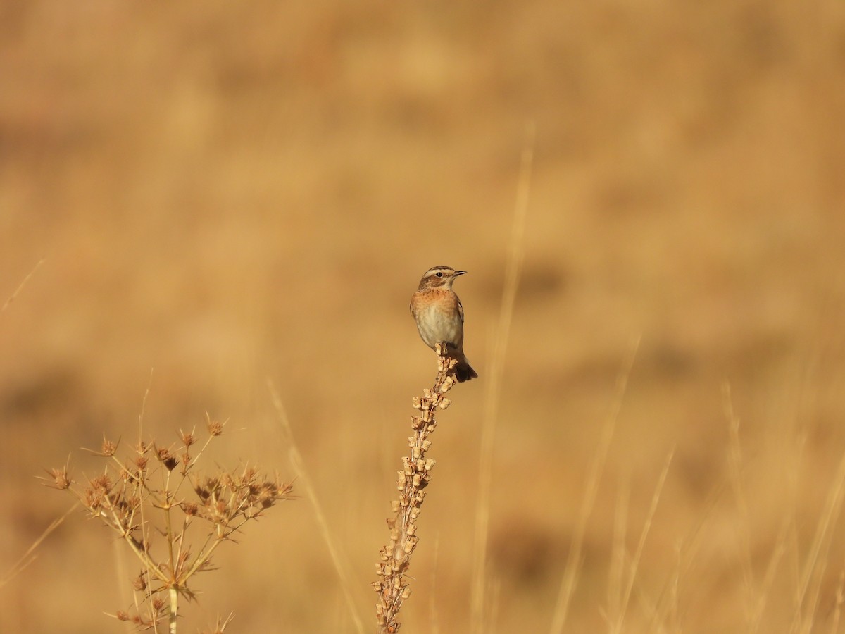 Whinchat - ML612987217