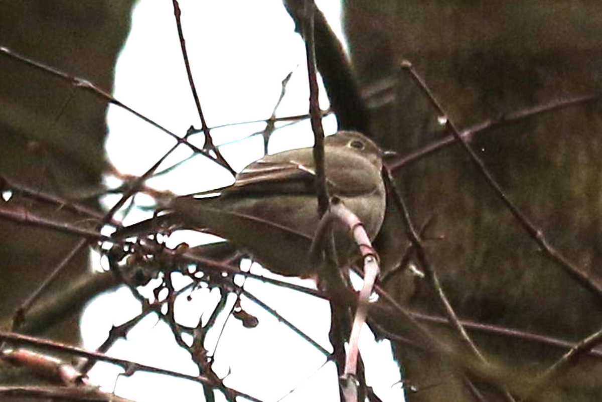 Townsend's Solitaire - ML612987256