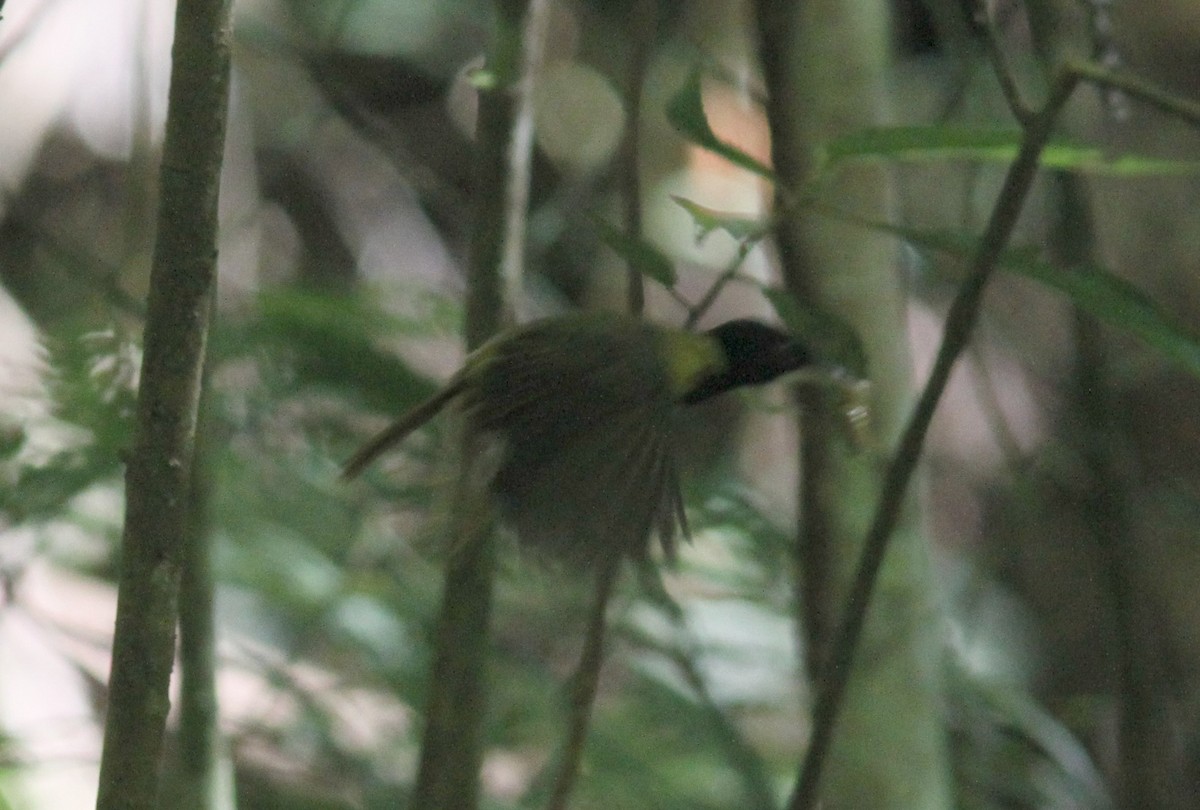 Yellow-breasted Tailorbird - ML612987308