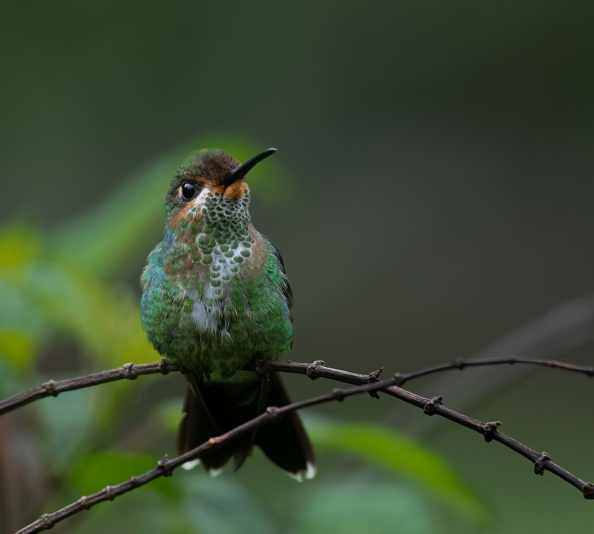 Green-crowned Brilliant - ML612987318