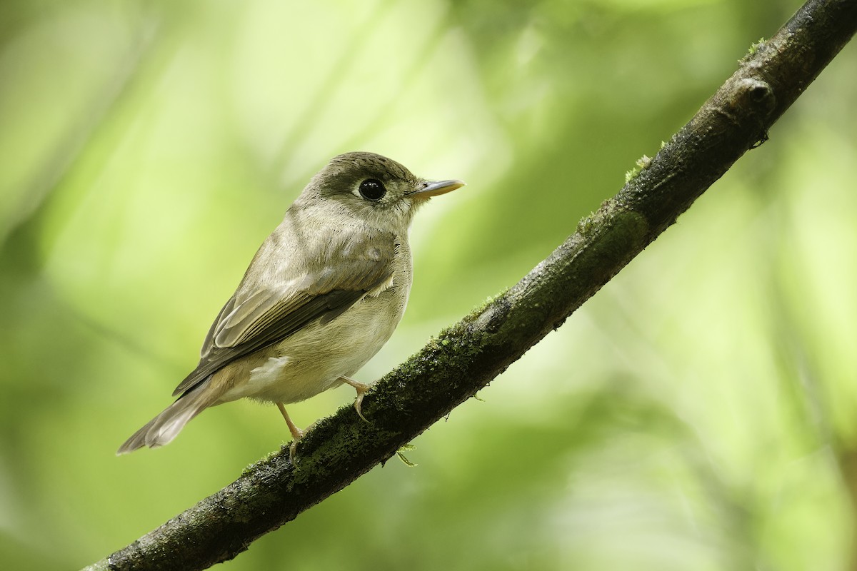 Brown-breasted Flycatcher - ML612987330