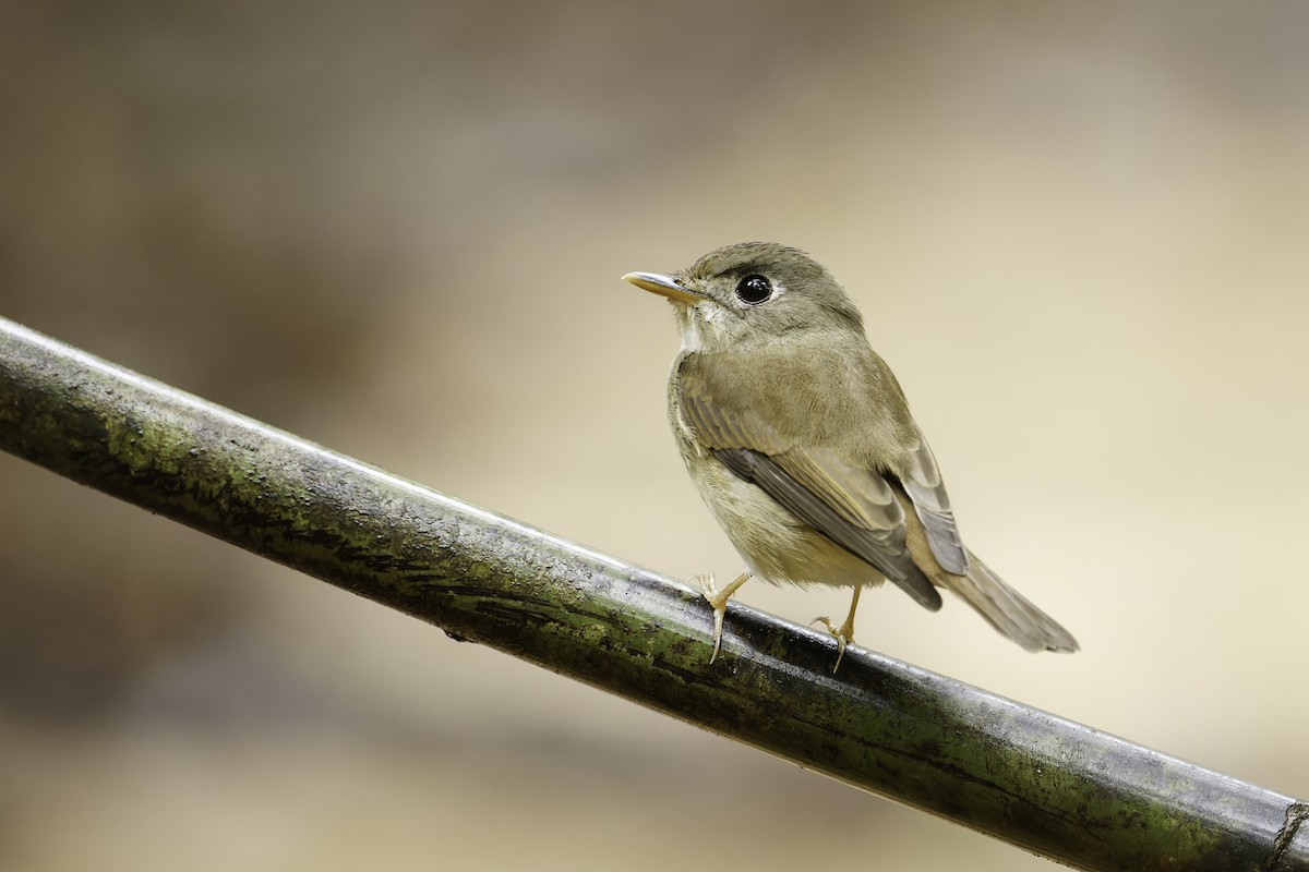 Brown-breasted Flycatcher - ML612987331