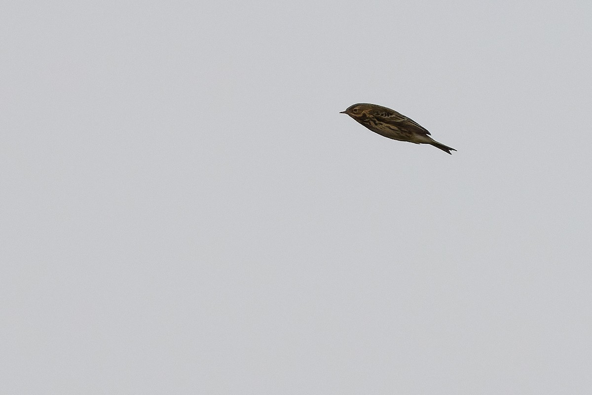 Red-throated Pipit - ML612987627